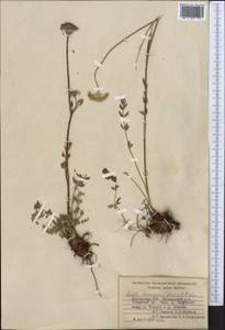 Жабрица лесная (Korovin) Pimenov, Средняя Азия и Казахстан, Западный Тянь-Шань и Каратау (M3) (Киргизия)