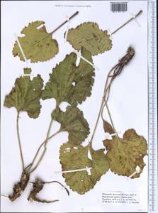 Phlomoides korovinii (Popov) Adylov, Kamelin & Makhm., Средняя Азия и Казахстан, Западный Тянь-Шань и Каратау (M3) (Киргизия)