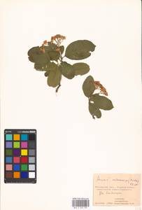 Sorbaronia ×arsenii (Britton & Arsène) G. N. Jones, Восточная Европа, Московская область и Москва (E4a) (Россия)