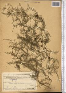 Спаржа, Средняя Азия и Казахстан, Муюнкумы, Прибалхашье и Бетпак-Дала (M9) (Казахстан)