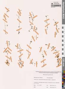 Лютик Гмелина DC., Сибирь, Чукотка и Камчатка (S7) (Россия)