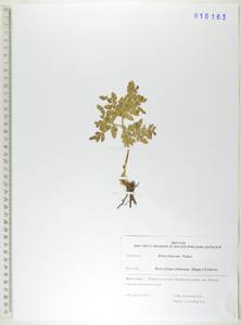 Sceptridium robustum (Rupr.) Lyon, Сибирь, Дальний Восток (S6) (Россия)