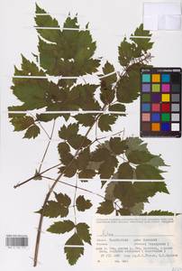 Actaea rubra subsp. rubra, Восточная Европа, Восточный район (E10) (Россия)