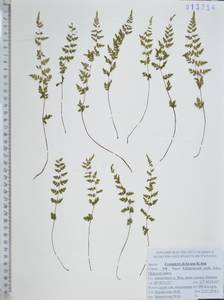 Пузырник Дайка R.Sim, Сибирь, Дальний Восток (S6) (Россия)