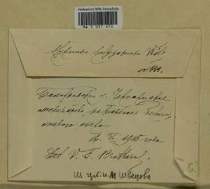Drepanocladus polygamus (Schimp.) Hedenäs, Гербарий мохообразных, Мхи - Центральное Нечерноземье (B6) (Россия)