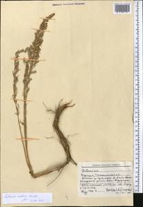 Artemisia oliveriana J. Gay ex DC., Средняя Азия и Казахстан, Северный и Центральный Тянь-Шань (M4) (Киргизия)
