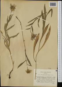 Centaurea triumfettii subsp. triumfettii, Западная Европа (EUR) (Италия)