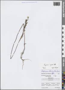 Желтушник лозный Roth, Восточная Европа, Средневолжский район (E8) (Россия)