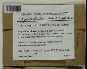 Myuroclada longiramea (Müll. Hal.) Min Li, Y.F. Wang, Ignatov & Huttunen, Гербарий мохообразных, Мхи - Дальний Восток (без Чукотки и Камчатки) (B20) (Россия)