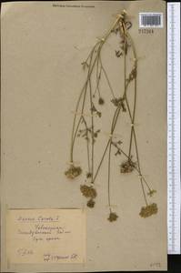 Морковь обыкновенная, Морковь дикая L., Средняя Азия и Казахстан, Сырдарьинские пустыни и Кызылкумы (M7) (Узбекистан)