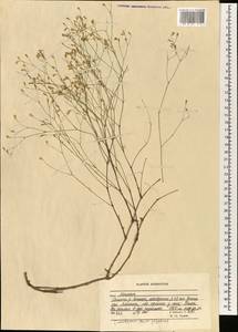 Caryophyllaceae, Зарубежная Азия (ASIA) (Афганистан)