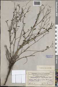 Гелиотроп волосистоплодный Ledeb., Средняя Азия и Казахстан, Муюнкумы, Прибалхашье и Бетпак-Дала (M9) (Казахстан)