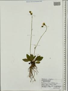 Hieracium lachenalii subsp. cruentifolium (Dahlst. & Lübeck ex Dahlst.) Zahn, Восточная Европа, Центральный лесной район (E5) (Россия)