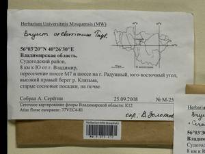 Ptychostomum creberrimum (Taylor) J.R. Spence & H.P. Ramsay, Гербарий мохообразных, Мхи - Центральное Нечерноземье (B6) (Россия)
