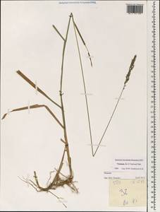Poaceae, Зарубежная Азия (ASIA) (Вьетнам)