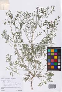 Дымянка Шлейхера Soy.-Will., Восточная Европа, Центральный лесостепной район (E6) (Россия)