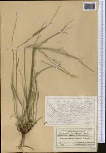 Володушка высокая M.Bieb., Средняя Азия и Казахстан, Памир и Памиро-Алай (M2) (Таджикистан)