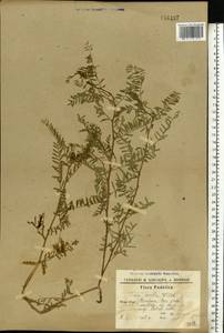 Горошек чечевицеобразный (L.)Willd., Восточная Европа, Южно-Украинский район (E12) (Украина)