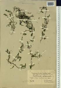 Callitriche hermaphroditica subsp. hermaphroditica, Сибирь, Западная Сибирь (S1) (Россия)