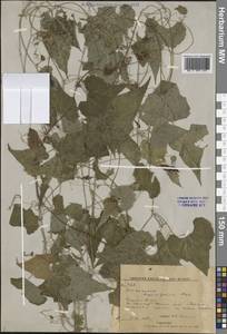 Схизопепон бриониелистный Maxim., Сибирь, Дальний Восток (S6) (Россия)