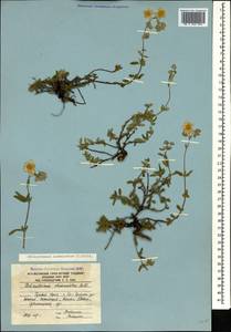 Солнцецвет монетолистный (L.) Mill., Кавказ, Южная Осетия (K4b) (Южная Осетия)