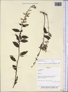 Cuphea racemosa (L. fil.) Sprengel, Америка (AMER) (Парагвай)