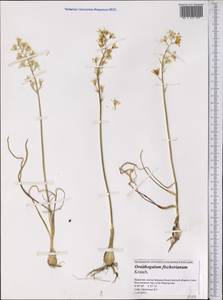 Птицемлечник Фишера Krasch., Средняя Азия и Казахстан, Прикаспийский Устюрт и Северное Приаралье (M8) (Казахстан)