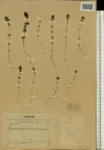 Euphrasia ×vernalis List, Восточная Европа, Центральный лесной район (E5) (Россия)