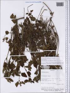 Malvastrum coromandelianum, Америка (AMER) (Парагвай)