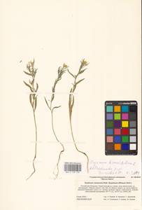 Желтушник душистый Ehrh., Восточная Европа, Нижневолжский район (E9) (Россия)