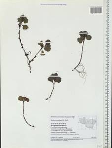 Phedimus spurius subsp. spurius, Восточная Европа, Центральный район (E4) (Россия)