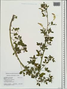 Донник лекарственный (L.) Lam., Крым (KRYM) (Россия)