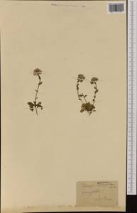 Noccaea cepaeifolia (Wulfen) Rchb., Западная Европа (EUR) (Швейцария)