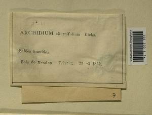 Archidium alternifolium (Dicks. ex Hedw.) Schimp., Гербарий мохообразных, Мхи - Западная Европа (BEu) (Франция)