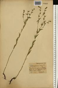 Буглосоидес полевой, Воробейник полевой (L.) I.M.Johnst., Восточная Европа, Центральный лесостепной район (E6) (Россия)