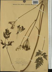 Chaerophyllum elegans Gaudin, Западная Европа (EUR) (Италия)
