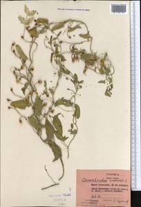 Вьюнок полевой L., Средняя Азия и Казахстан, Сырдарьинские пустыни и Кызылкумы (M7) (Казахстан)