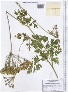 Pteroselinum austriacum (Jacq.) Rchb., Западная Европа (EUR) (Греция)