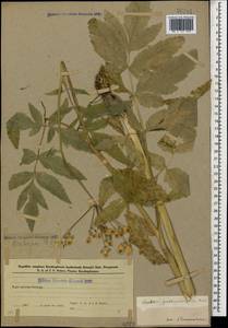 Борщевик пастернаколистный K.Koch, Кавказ, Азербайджан (K6) (Азербайджан)