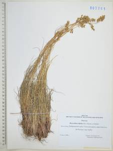 Anthoxanthum monticola (Bigelow) Veldkamp, Сибирь, Дальний Восток (S6) (Россия)