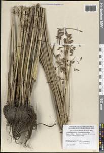 Схеноплектус приморский (Schrad.) Palla, Восточная Европа, Нижневолжский район (E9) (Россия)