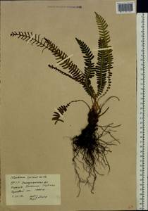 Struthiopteris spicant (L.) F.G.Weiss, Восточная Европа, Западно-Украинский район (E13) (Украина)