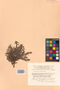 Dianthus repens subsp. repens, Сибирь, Чукотка и Камчатка (S7) (Россия)