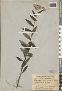 Pentanema britannicum (L.) D.Gut.Larr., Santos-Vicente, Anderb., E.Rico & M.M.Mart.Ort., Сибирь, Дальний Восток (S6) (Россия)