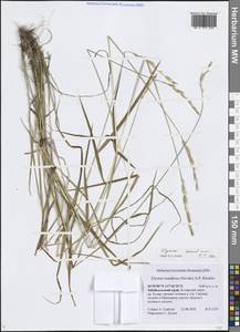 Пырейник длинноколосый (Turcz. ex Steud.) Tzvelev, Сибирь, Прибайкалье и Забайкалье (S4) (Россия)