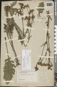 Якобея ферганская (Schischk.) B.Nord., Восточная Европа, Центральный лесостепной район (E6) (Россия)