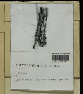 Polytrichum formosum Hedw., Гербарий мохообразных, Мхи - Западная Европа (BEu) (Франция)