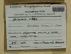 Grimmia longirostris Hook., Гербарий мохообразных, Мхи - Красноярский край, Тыва и Хакасия (B17) (Россия)