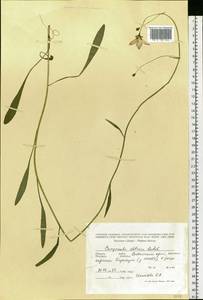 Campanula stevenii subsp. altaica (Ledeb.) Fed., Сибирь, Алтай и Саяны (S2) (Россия)