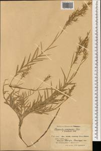 Тростник южный, Тростник обыкновенный (Cav.) Trin. ex Steud., Зарубежная Азия (ASIA) (КНР)